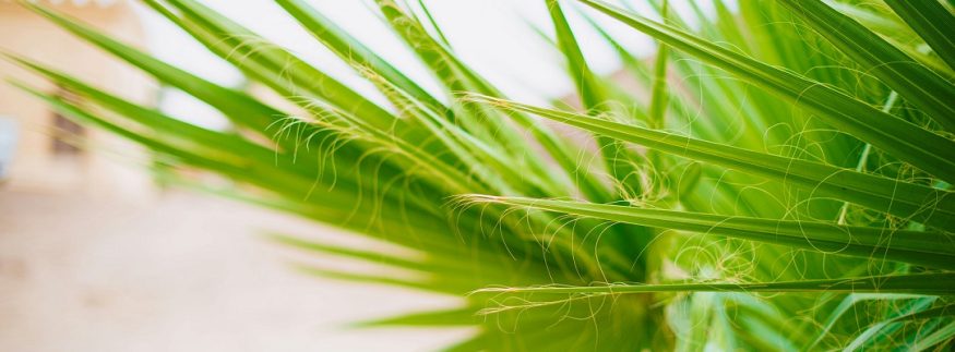 5 حدائق تراثية في قلب القاهرة.. خروجة بين الطبيعة والحكايات التاريخية