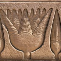 Lotus Flower: A Staple of Ancient Egypt and Where Is It in Present Day Egypt