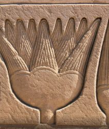 Lotus Flower: A Staple of Ancient Egypt and Where Is It in Present Day Egypt