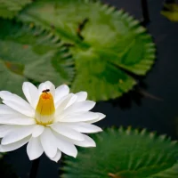 Lotus Flower: A Staple of Ancient Egypt and Where Is It in Present Day Egypt
