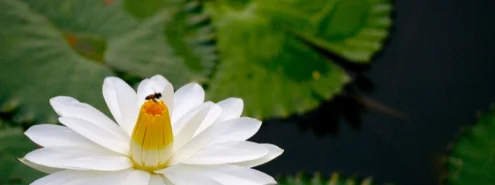 Lotus Flower: A Staple of Ancient Egypt and Where Is It in Present Day Egypt