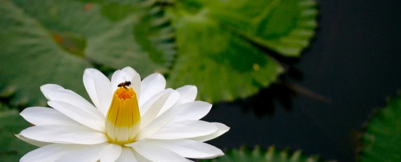 Lotus Flower: A Staple of Ancient Egypt and Where Is It in Present Day Egypt