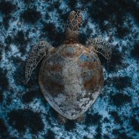 Egypt Makes Waves: Three Local Projects Named Finalists for the OceanLove Innovation Award 2025