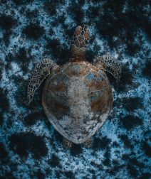 Egypt Makes Waves: Three Local Projects Named Finalists for the OceanLove Innovation Award 2025