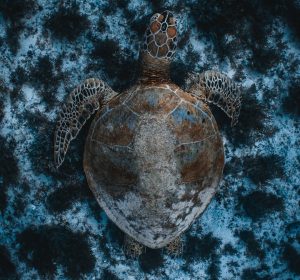 Egypt Makes Waves: Three Local Projects Named Finalists for the OceanLove Innovation Award 2025