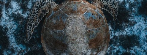 Egypt Makes Waves: Three Local Projects Named Finalists for the OceanLove Innovation Award 2025