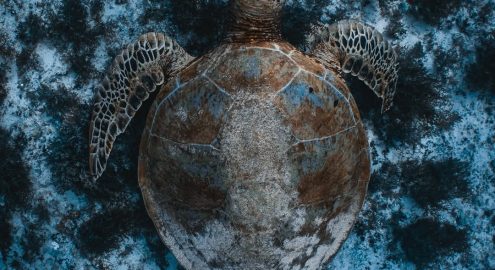 Egypt Makes Waves: Three Local Projects Named Finalists for the OceanLove Innovation Award 2025