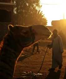 A Trip to Birqash Camel Market: A World of Wonders that Tells the Story of Old Egypt