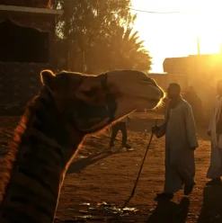A Trip to Birqash Camel Market: A World of Wonders that Tells the Story of Old Egypt
