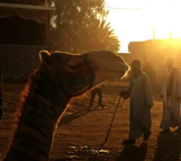 A Trip to Birqash Camel Market: A World of Wonders that Tells the Story of Old Egypt