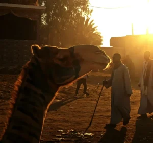A Trip to Birqash Camel Market: A World of Wonders that Tells the Story of Old Egypt