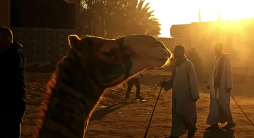A Trip to Birqash Camel Market: A World of Wonders that Tells the Story of Old Egypt