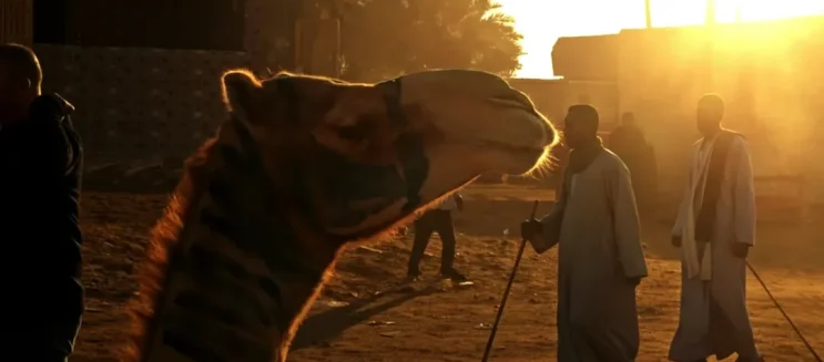 A Trip to Birqash Camel Market: A World of Wonders that Tells the Story of Old Egypt