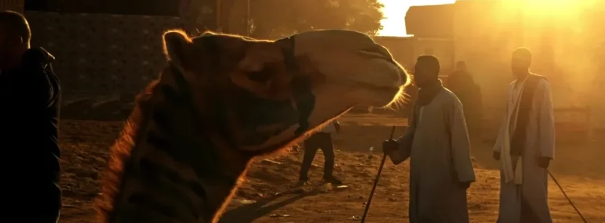 A Trip to Birqash Camel Market: A World of Wonders that Tells the Story of Old Egypt
