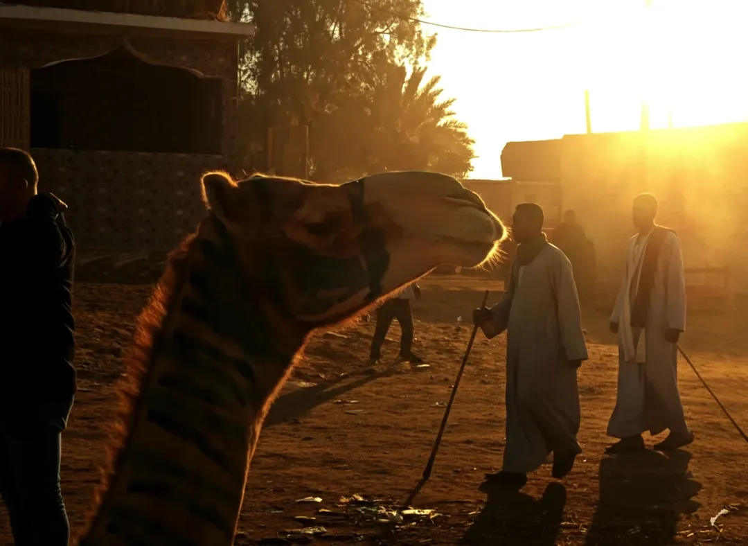 A Trip to Birqash Camel Market: A World of Wonders that Tells the Story of Old Egypt
