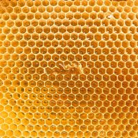 براندات عسل نحل مصرية تستحق التجربة في 2025.. جودة عالية وأسعار مناسبة