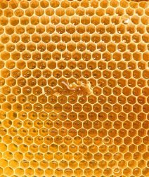 براندات عسل نحل مصرية تستحق التجربة في 2025.. جودة عالية وأسعار مناسبة