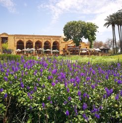 أفضل 9 حدائق في القاهرة 2025: أماكن للترفيه والاسترخاء