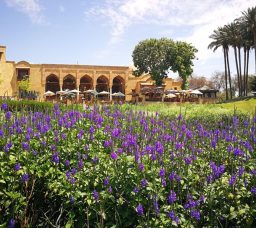 أفضل 9 حدائق في القاهرة 2025: أماكن للترفيه والاسترخاء