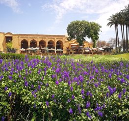 أفضل 9 حدائق في القاهرة 2025: أماكن للترفيه والاسترخاء