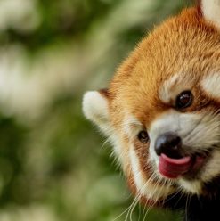 موعد افتتاح حديقة الحيوان بالجيزة 2025: كل الجديد في التطوير وأسعار التذاكر المتوقعة