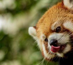 موعد افتتاح حديقة الحيوان بالجيزة 2025: كل الجديد في التطوير وأسعار التذاكر المتوقعة