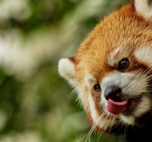 موعد افتتاح حديقة الحيوان بالجيزة 2025: كل الجديد في التطوير وأسعار التذاكر المتوقعة