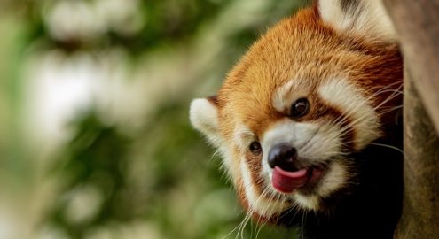 موعد افتتاح حديقة الحيوان بالجيزة 2025: كل الجديد في التطوير وأسعار التذاكر المتوقعة