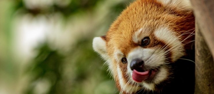 موعد افتتاح حديقة الحيوان بالجيزة 2025: كل الجديد في التطوير وأسعار التذاكر المتوقعة