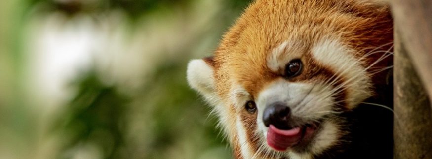 موعد افتتاح حديقة الحيوان بالجيزة 2025: كل الجديد في التطوير وأسعار التذاكر المتوقعة