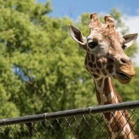 جنينة الحيوان والأورمان بشكل عالمي جديد: الافتتاح في 2026 وهيسبقه تشغيل تجريبي