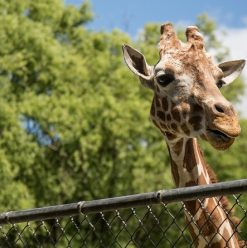 جنينة الحيوان والأورمان بشكل عالمي جديد: الافتتاح في 2026 وهيسبقه تشغيل تجريبي