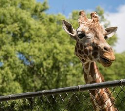 جنينة الحيوان والأورمان بشكل عالمي جديد: الافتتاح في 2026 وهيسبقه تشغيل تجريبي