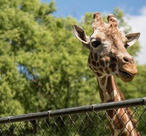 جنينة الحيوان والأورمان بشكل عالمي جديد: الافتتاح في 2026 وهيسبقه تشغيل تجريبي جنينة الحيوان والأورمان بشكل عالمي جديد: الافتتاح في 2026 وهيسبقه تشغيل تجريبي
