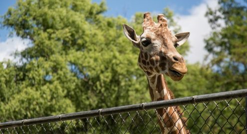 جنينة الحيوان والأورمان بشكل عالمي جديد: الافتتاح في 2026 وهيسبقه تشغيل تجريبي