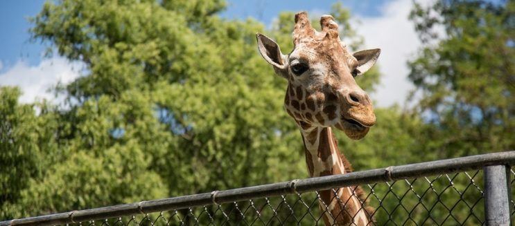 جنينة الحيوان والأورمان بشكل عالمي جديد: الافتتاح في 2026 وهيسبقه تشغيل تجريبي