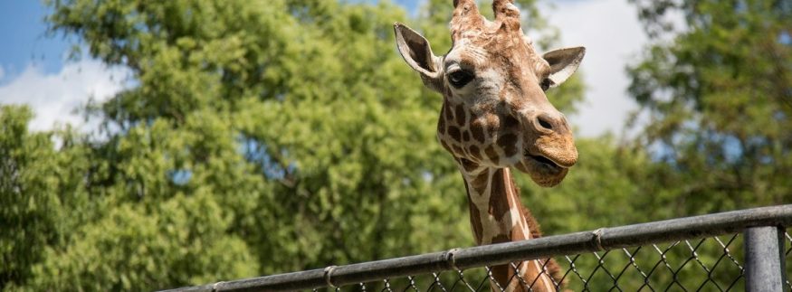 جنينة الحيوان والأورمان بشكل عالمي جديد: الافتتاح في 2026 وهيسبقه تشغيل تجريبي