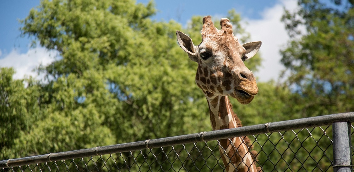 جنينة الحيوان والأورمان بشكل عالمي جديد: الافتتاح في 2026 وهيسبقه تشغيل تجريبي