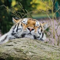 حديقة حيوان الجيزة 2026 بعد التطوير: تشغيل ليلي وترميم تاريخي قبل الافتتاح الرسمي للجمهور