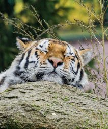 حديقة حيوان الجيزة 2026 بعد التطوير: تشغيل ليلي وترميم تاريخي قبل الافتتاح الرسمي للجمهور