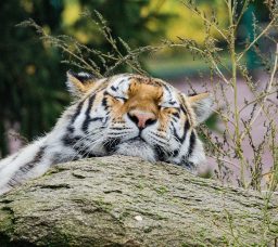 حديقة حيوان الجيزة 2026 بعد التطوير: تشغيل ليلي وترميم تاريخي قبل الافتتاح الرسمي للجمهور