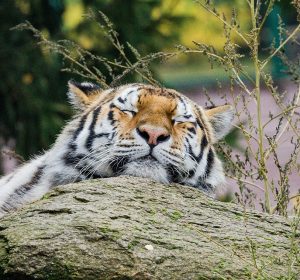 حديقة حيوان الجيزة 2026 بعد التطوير: تشغيل ليلي وترميم تاريخي قبل الافتتاح الرسمي للجمهور