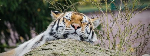 حديقة حيوان الجيزة 2026 بعد التطوير: تشغيل ليلي وترميم تاريخي قبل الافتتاح الرسمي للجمهور