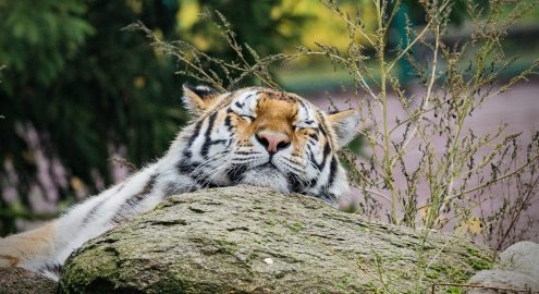 حديقة حيوان الجيزة 2026 بعد التطوير: تشغيل ليلي وترميم تاريخي قبل الافتتاح الرسمي للجمهور