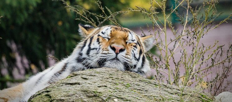 حديقة حيوان الجيزة 2026 بعد التطوير: تشغيل ليلي وترميم تاريخي قبل الافتتاح الرسمي للجمهور