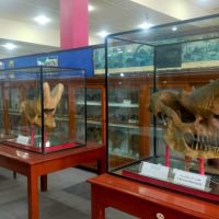 نموذج ديناصور هدية لكل زوار المتحف الجيولوجي المصري لحد نهاية إجازة نصف العام 2026