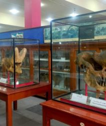 نموذج ديناصور هدية لكل زوار المتحف الجيولوجي المصري لحد نهاية إجازة نصف العام 2026