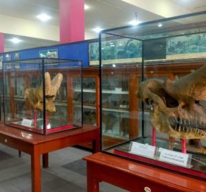 نموذج ديناصور هدية لكل زوار المتحف الجيولوجي المصري لحد نهاية إجازة نصف العام 2026