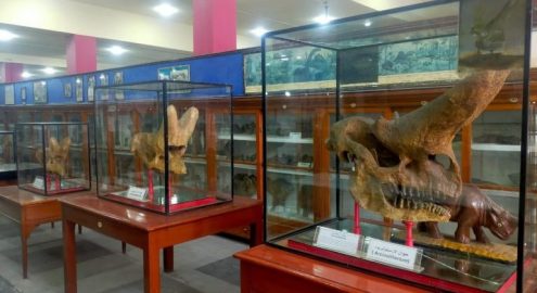 نموذج ديناصور هدية لكل زوار المتحف الجيولوجي المصري لحد نهاية إجازة نصف العام 2026