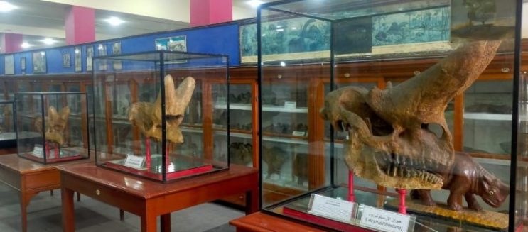 نموذج ديناصور هدية لكل زوار المتحف الجيولوجي المصري لحد نهاية إجازة نصف العام 2026